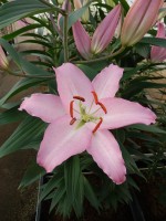 [5388 Sheila TL VZ No01.JPG]